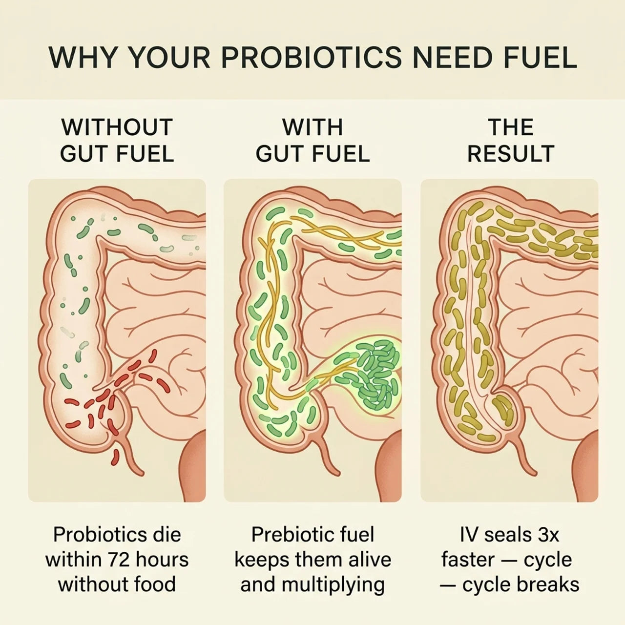 2 Bottles Gut Fuel Capsules